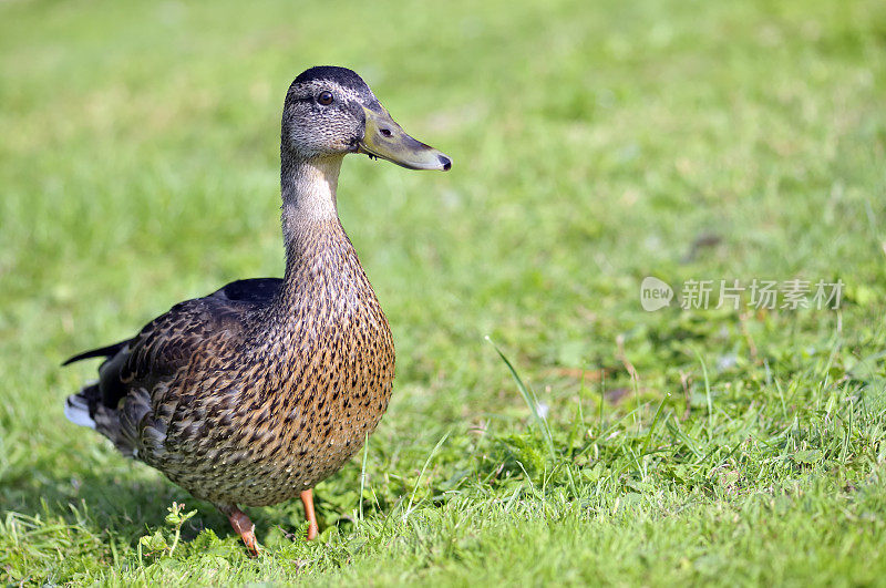 鸭子在草地上