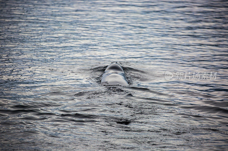 南极洲:乔格拉角附近的豹海豹