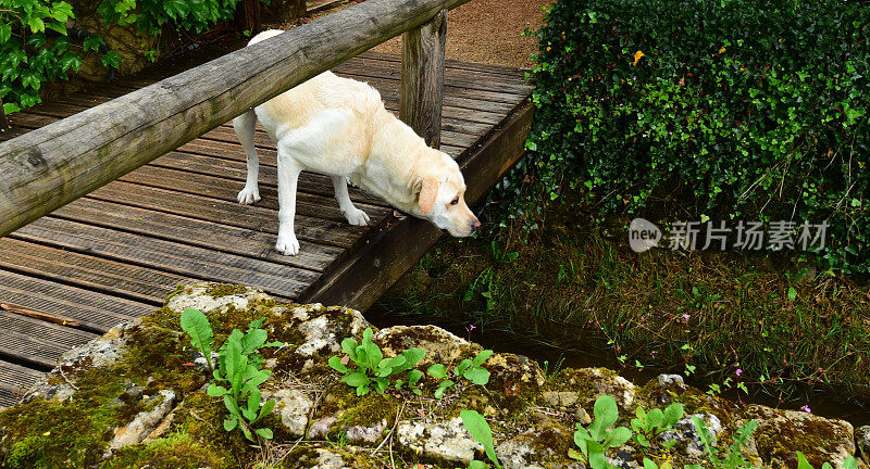 木桥上的拉布拉多寻回犬