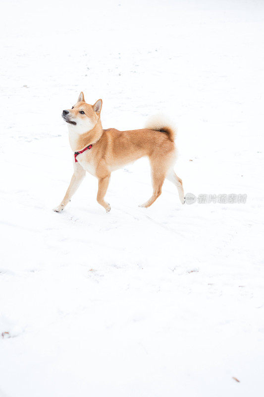 日本柴犬在公园里玩耍