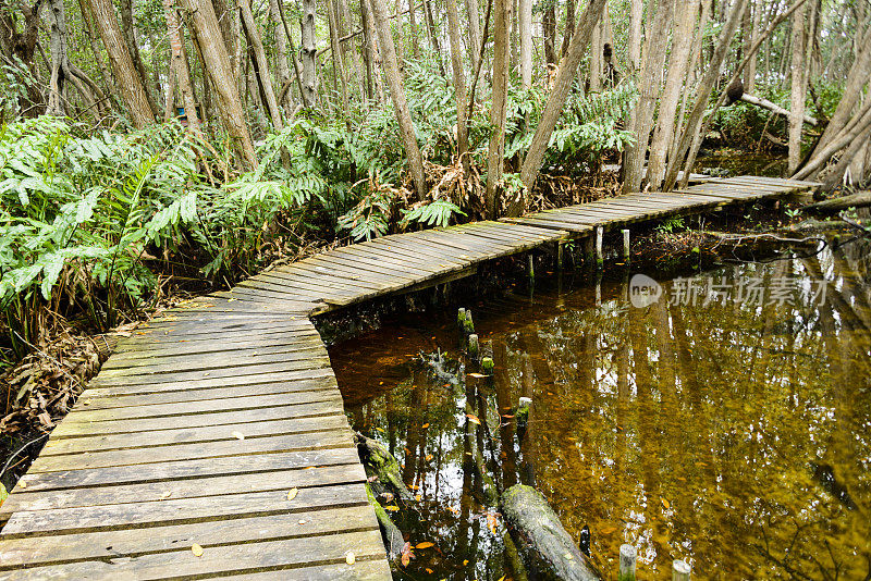 高架的木制步道穿过沼泽红树林。-XXXL