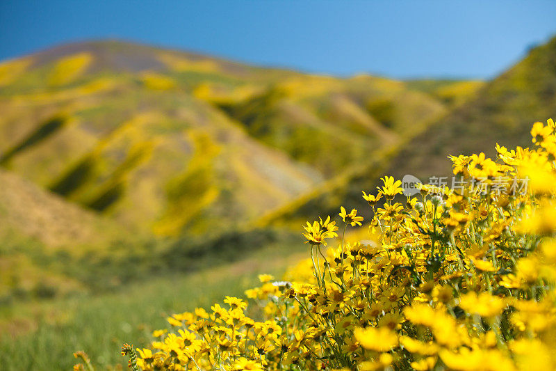 卡瑞佐平原，麦基特里克山下山坡上的雏菊