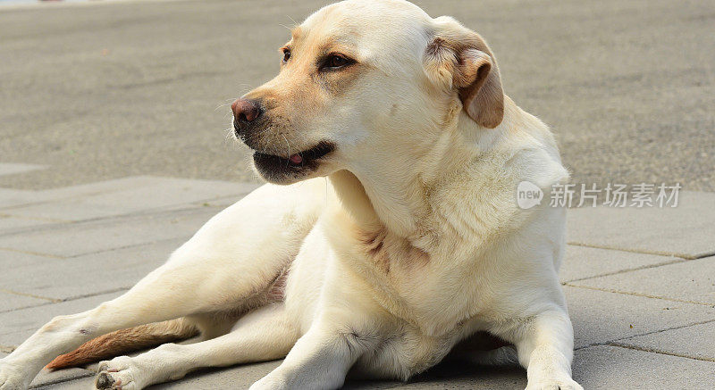 巴黎拉布拉多寻回犬