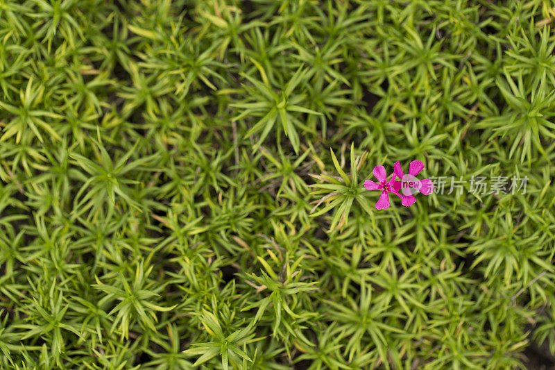 二紫苔夹竹桃花