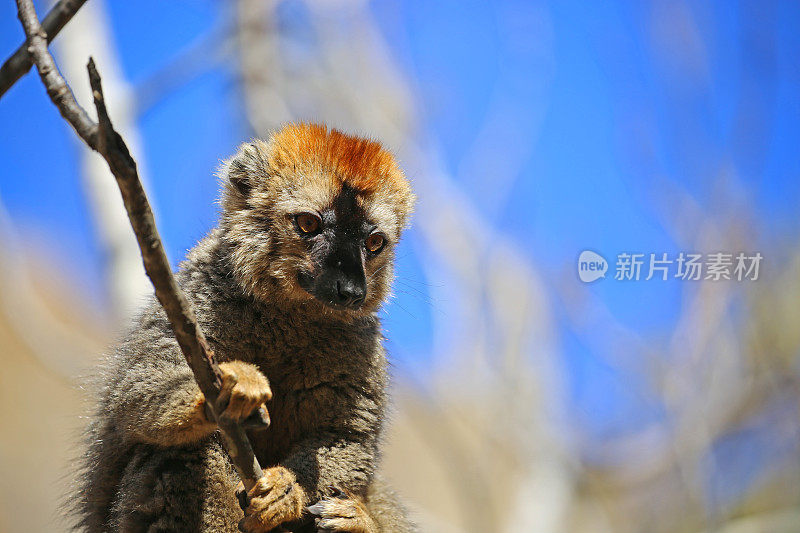 马达加斯加:马达加斯加的红额狐猴