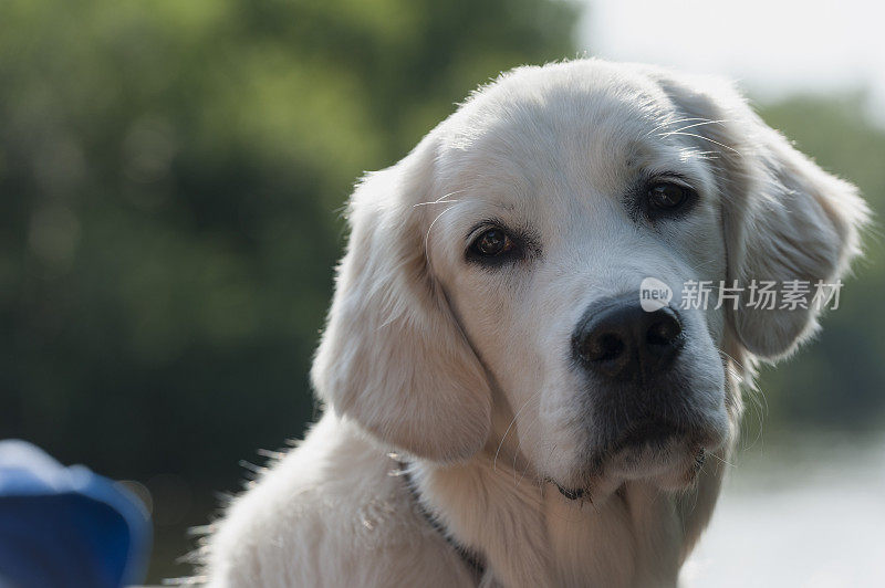 年轻的金毛猎犬看着镜头