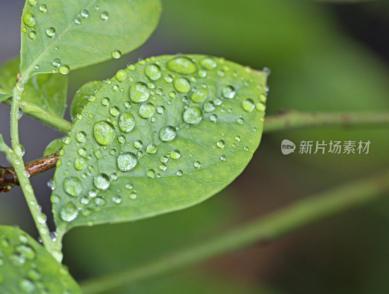 新鲜的蓝莓