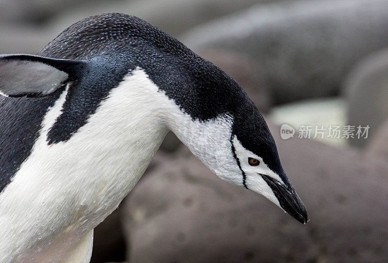 南极洲:企鹅岛上的帽带企鹅