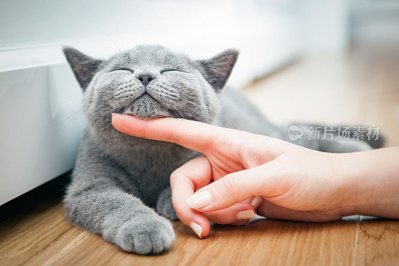 快乐小猫喜欢被女人的手抚摸。