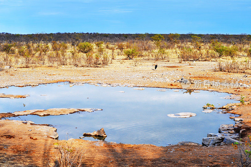 纳米比亚埃托沙国家公园清晨的Halali水坑