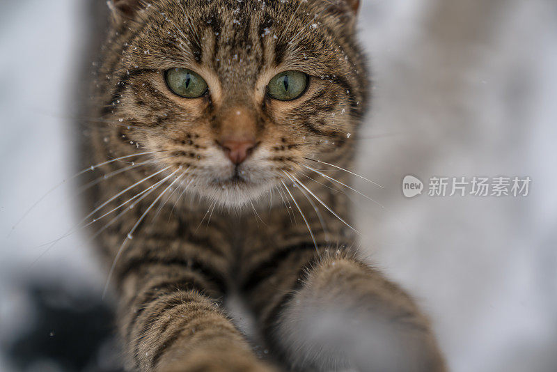 在街上，无家可归的猫