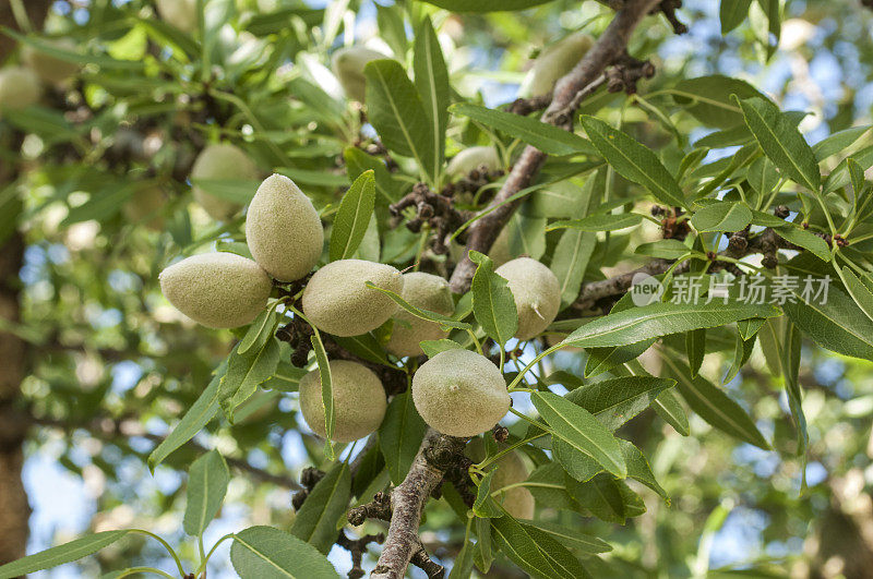 树上成熟的杏仁的特写