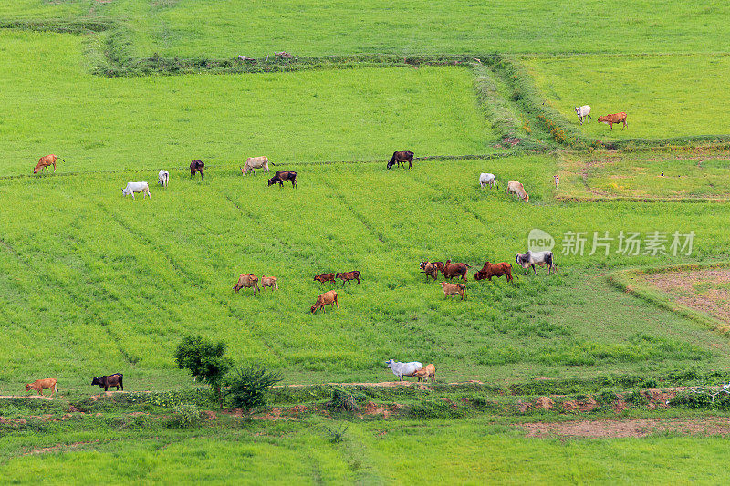 泰国草地上的奶牛