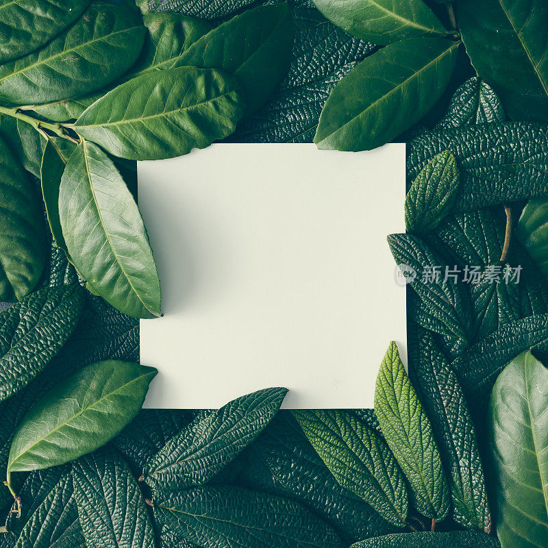 创意的布局由绿色树叶与纸卡片便条。平的。自然概念
