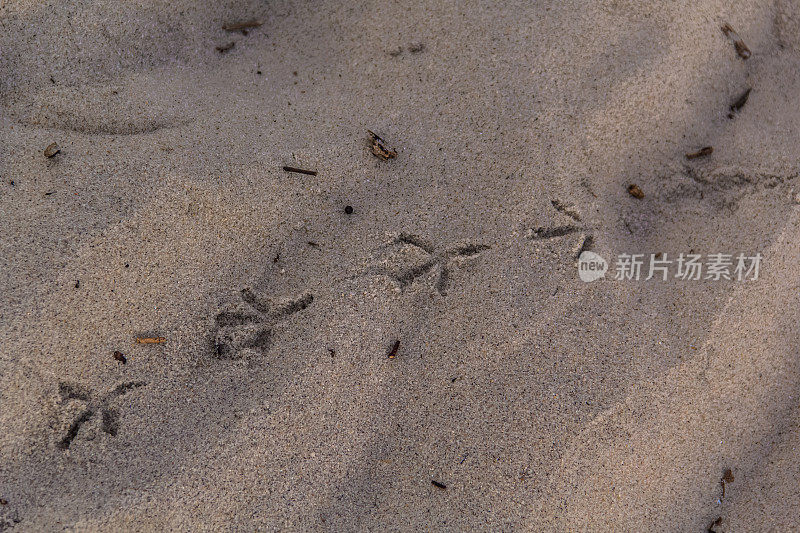 沙滩上有海鸥的脚印
