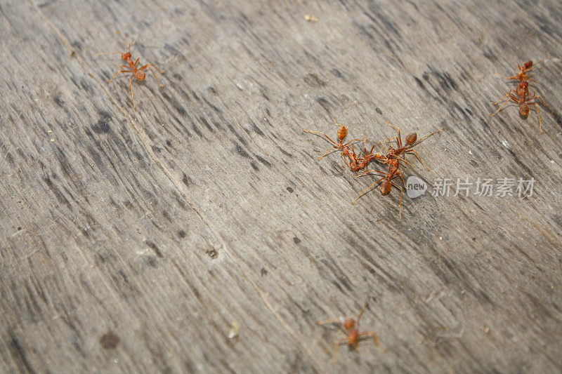 蚂蚁正在木地板上吃死蚂蚁的背景