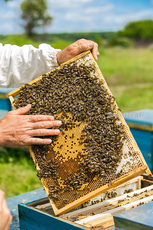 蜂箱的框架。养蜂人的手是工作与蜜蜂和蜂箱在养蜂场。
