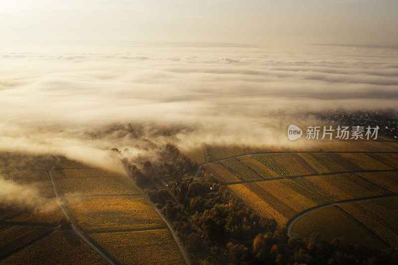 莱茵高的葡萄园，秋天雾气弥漫