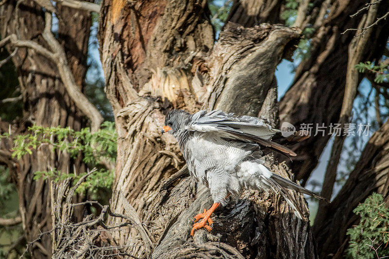 一只苍鹰在树枝上唱着苍白的歌。