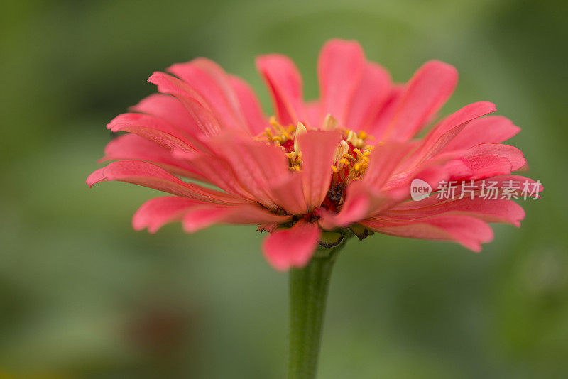 粉红色开花植物特写镜头