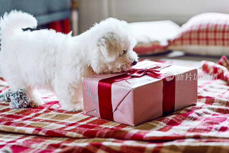 狗试图打开放在地板上的圣诞礼物