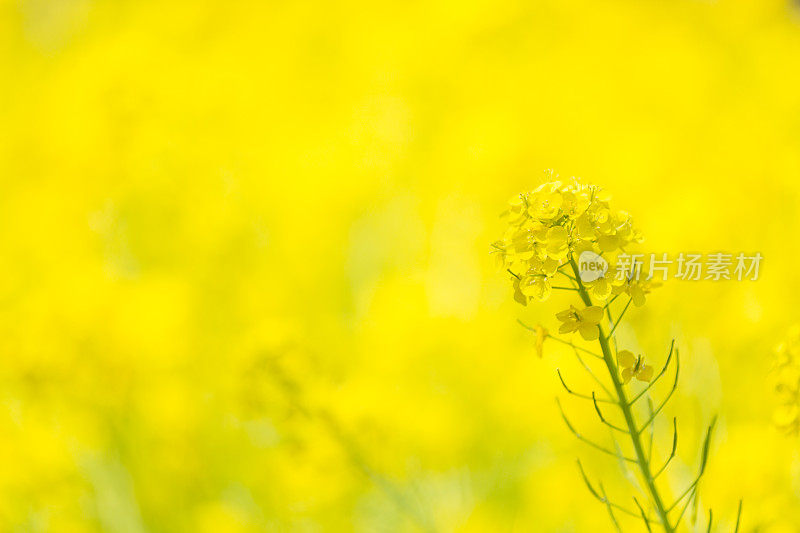 春季油菜花的特写