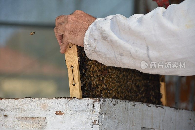 养蜂人用蜂箱采蜜