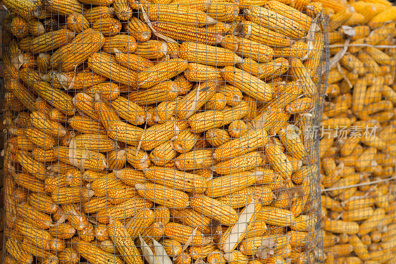 收获季节的玉米穗轴和联合收割机