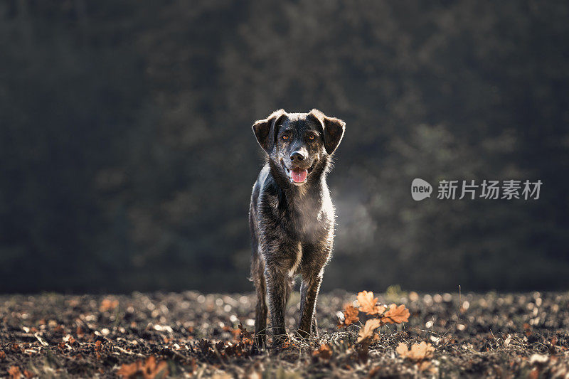 秋天日落的草地上，一只澳大利亚德国牧羊犬的杂种小狗