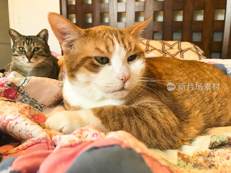 两只猫在一张床上