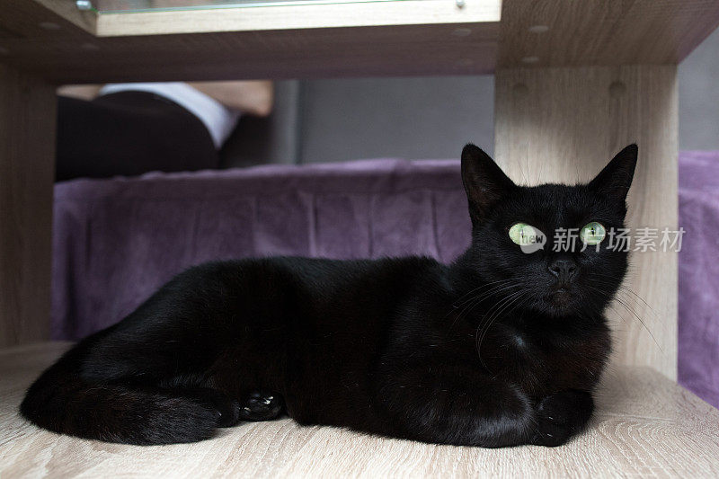 桌子下面有只绿眼睛的黑猫
