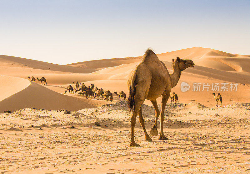 里瓦沙漠的骆驼