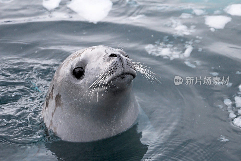 海豹在南极半岛游泳，看起来很可爱