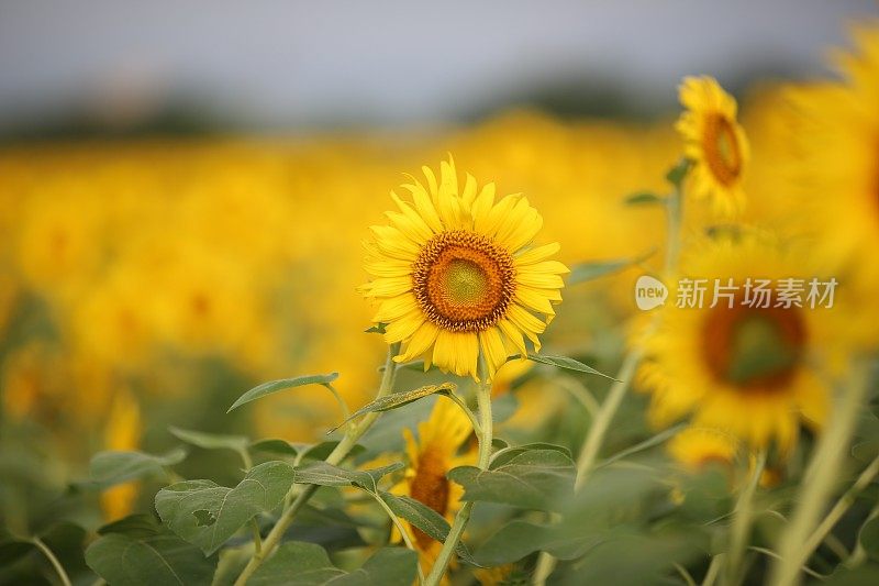 向日葵在扎马