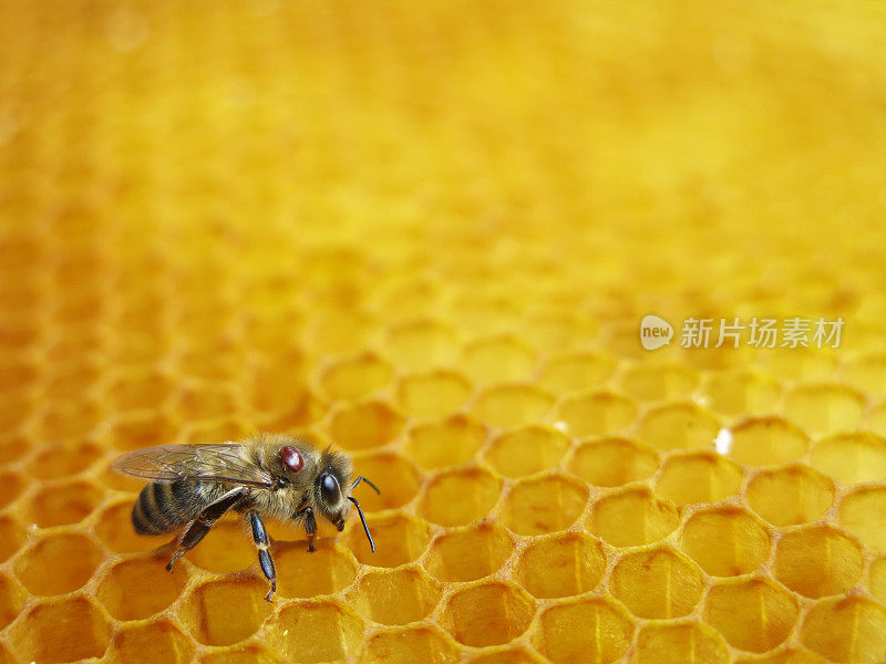 蜜蜂和螨虫坐在蜂巢上