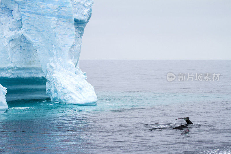 鲸鱼-南极半岛-布兰斯菲尔德海峡的平顶冰山