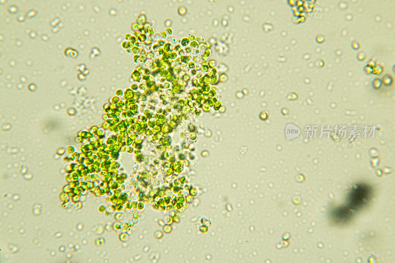 小球藻是一种单细胞绿藻，属于绿藻门。