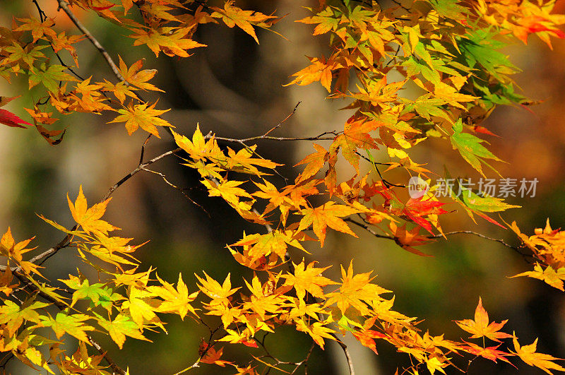 日本青森市秋天的磐濑山溪