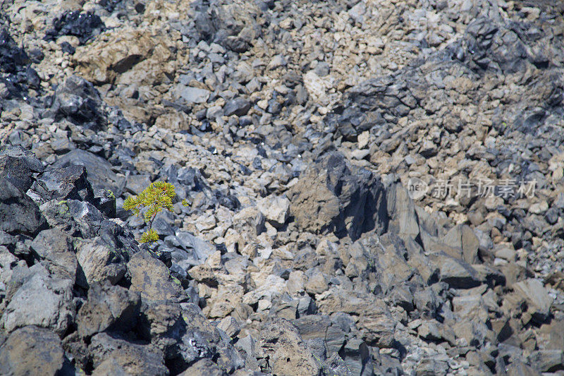 大黑曜石流-小松树生长在波琳娜湖附近在俄勒冈州中部的纽伯里火山口