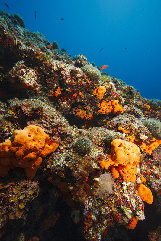 海洋生物水下呼吸器潜水员视角地中海