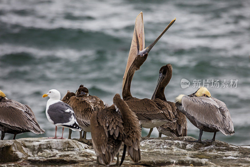 Pelican集团，加利福尼亚