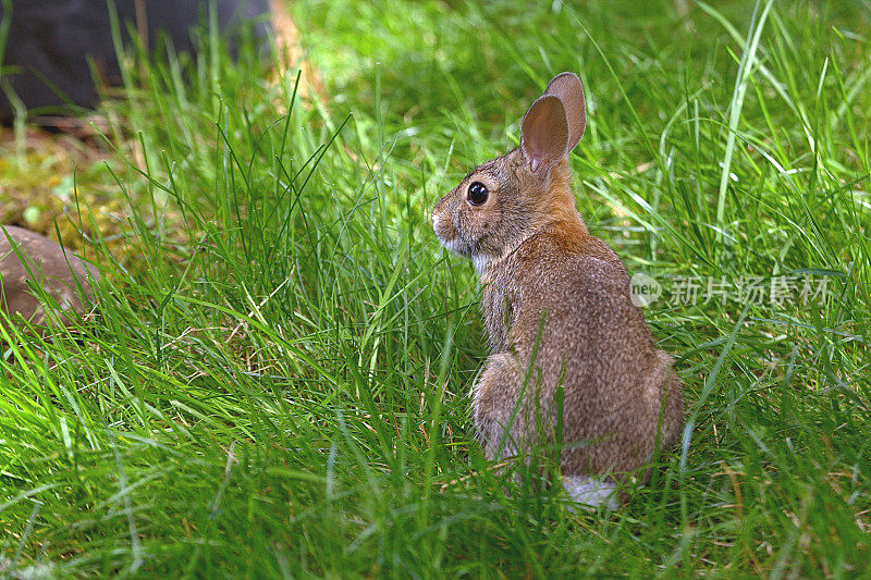 东方棉尾兔在院子里