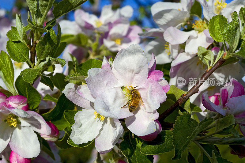苹果花，蜜蜂给苹果树的花授粉。