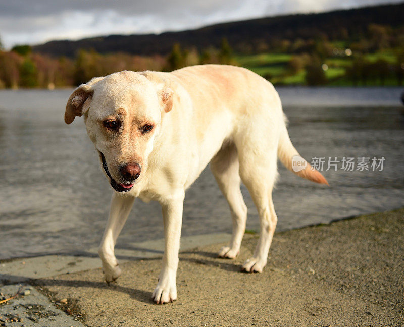 湖区的拉布拉多寻回犬