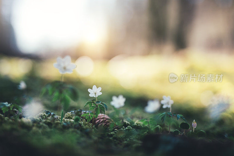 春天的花朵