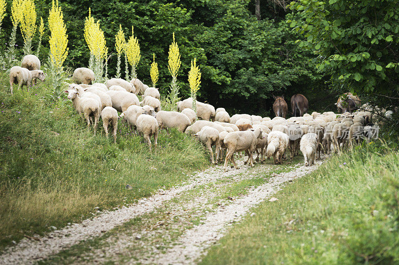 阿布鲁佐的羊群