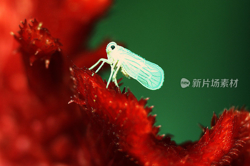 靠近红色鸡冠花上的小白色昆虫。