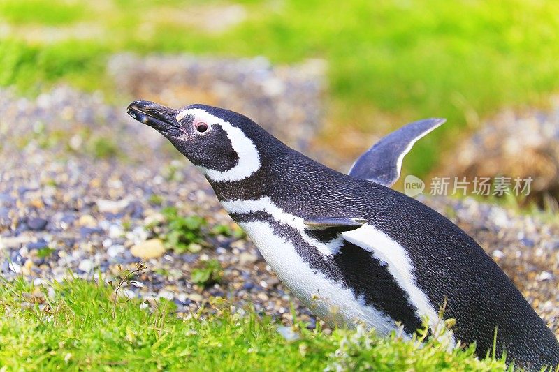 孤独-一只巴布亚企鹅在他的巢，火地岛，阿根廷-南美