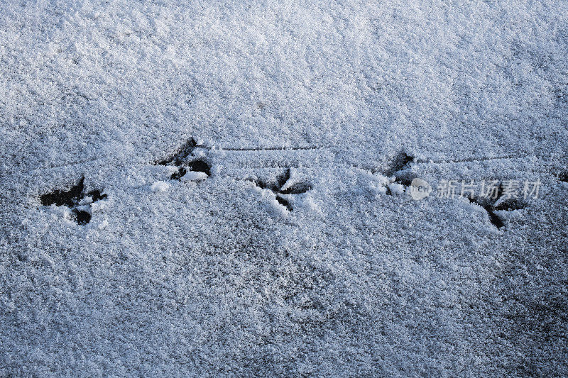 雪地上鸽子的脚印