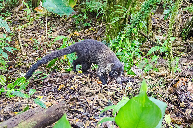 白鼻长鼻浣熊在哥斯达黎加蒙特维德觅食